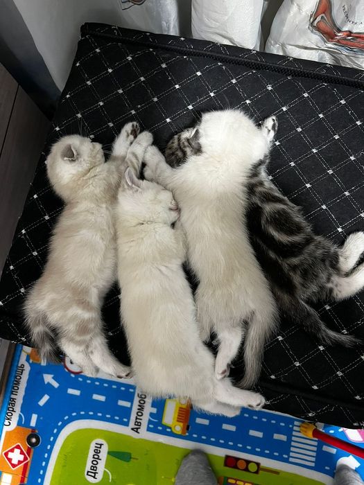 Вязка шотландский кот