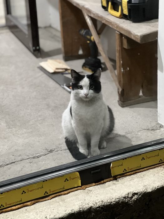 Отдам кота в добрые руки