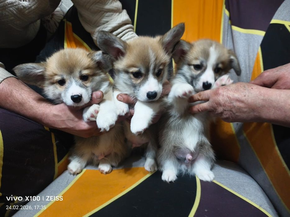 Очаровательные щенки корги.