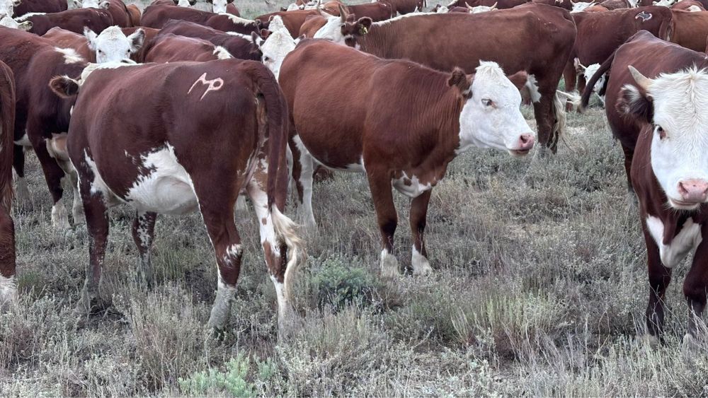 Баспақ сатылады 30бас ұрғашы