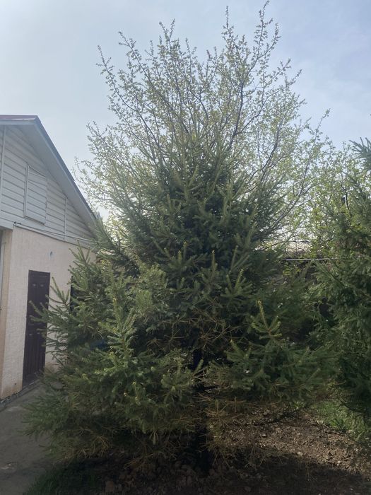 Ель высоки здоровый