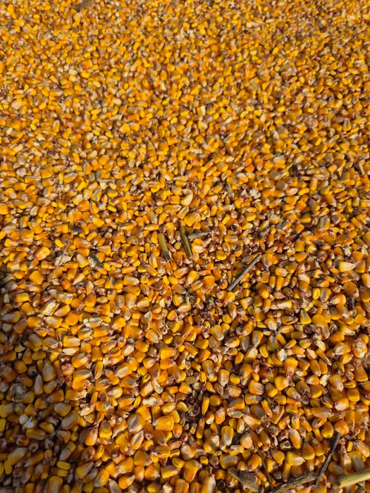 Vand porumb calitate buna 0740881929