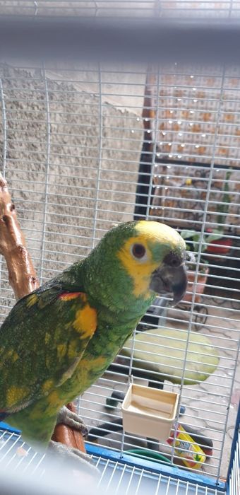 Папугай Амазонка