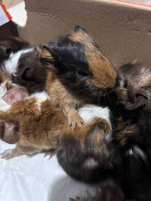 Porcușori de guineea