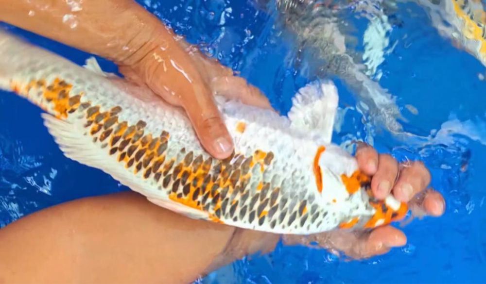 Кои ыба для пруда