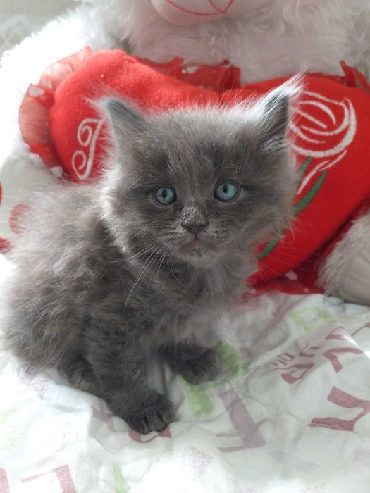 Продаются котята породы шатландские прямоухие