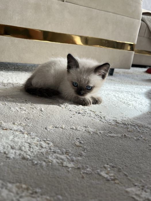 Отдам даром котёнка