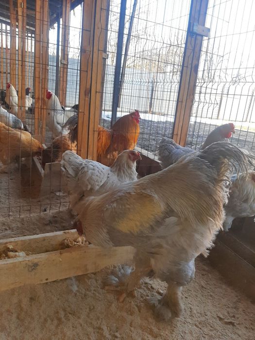 Кур молодыхпород брам