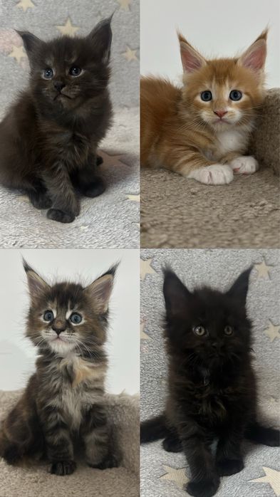 КОТЯТА_Продаются_
