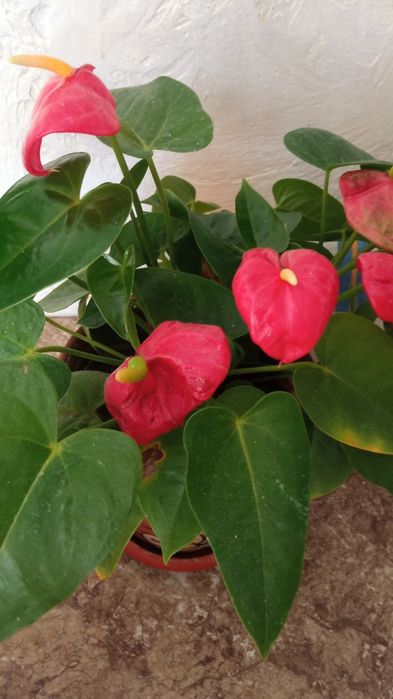 Продам комнатные растения