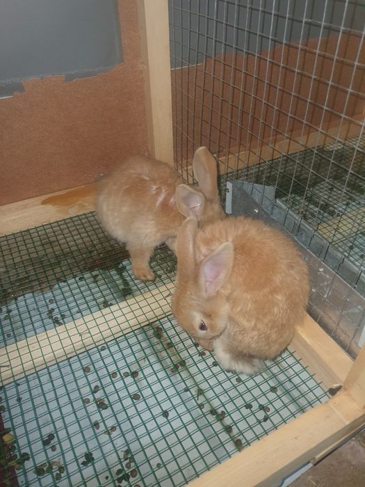 Quyon bolari sotiladi