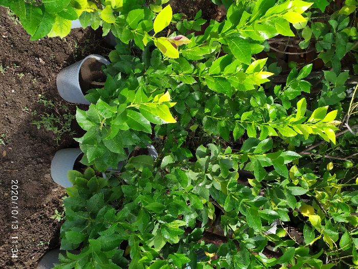 лимонови дръвчета