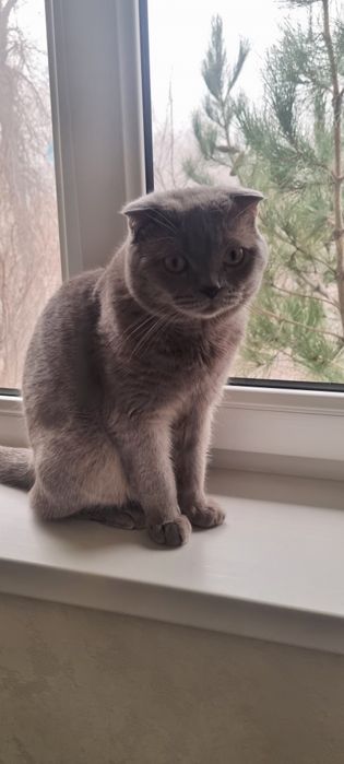 Шотландский выслоухий мушуги сотилади,