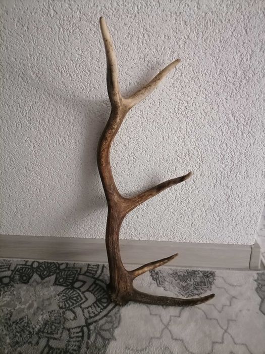 Рога от елен рога от елен