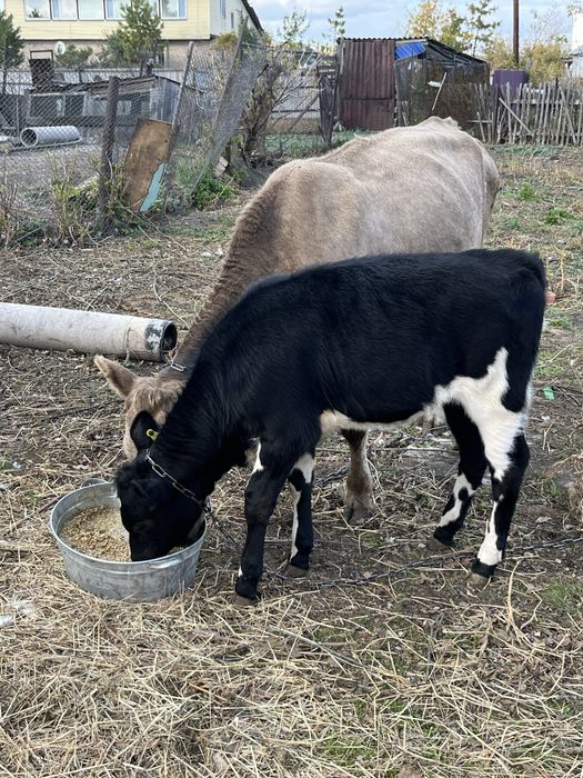 Продам корову 2.5 год