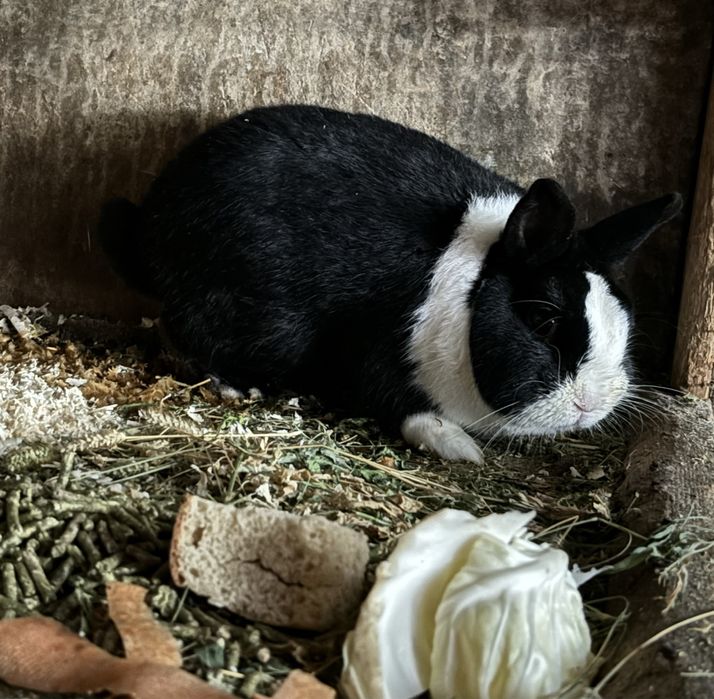 Продаются крольчата