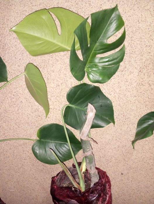 Продам манстеры.