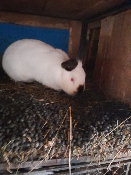 Vând iepurași tineret