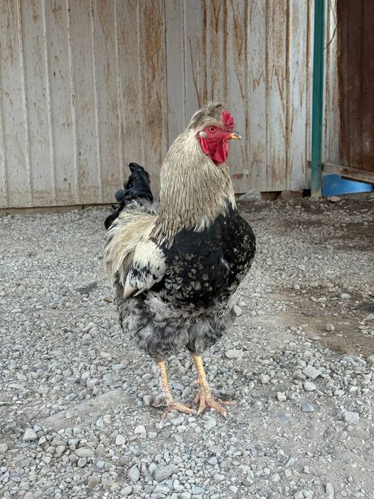 Петух хохлатый молодой