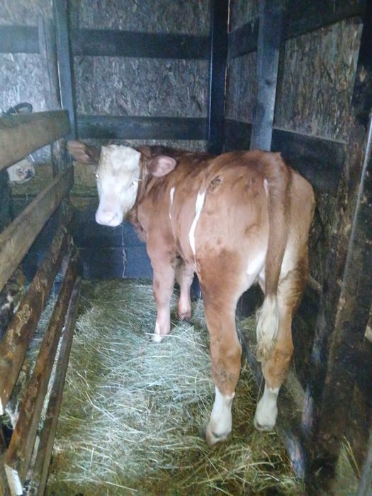 Vitel Baltata Romaneasca 3 luni