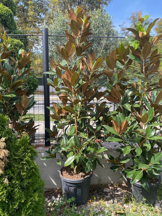 Plante ornamentale de cea mai buna calitate