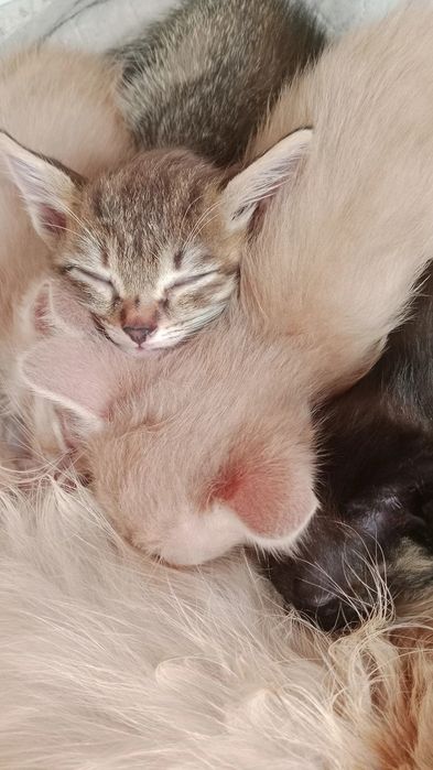Отдам котят в хорошие руки