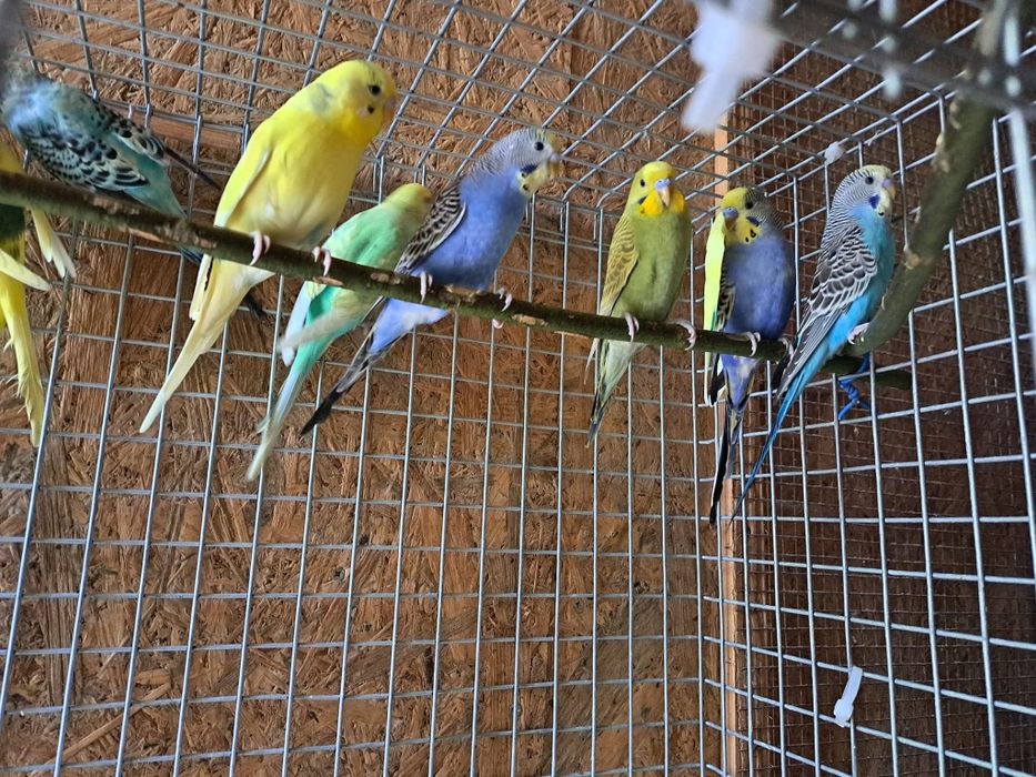 Vand perusi  tineri si maturi