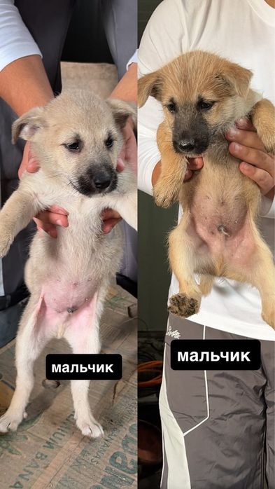 Отдам щенят в добрые руки