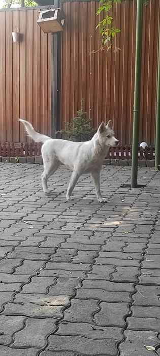 Собака молодая Хаски