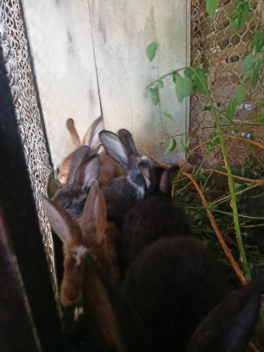 Продавам зайци мъжки и женски