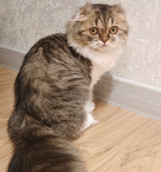Scottish highland   fold. Скоттиш хайленд-фолд.