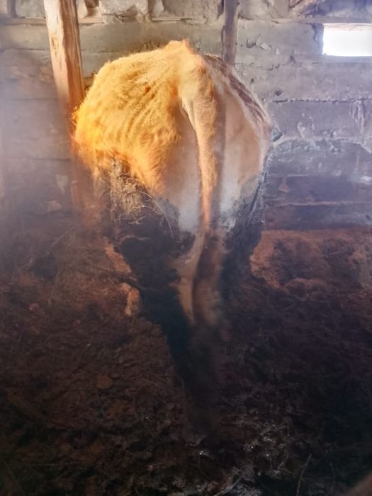 Продам быка 2 года