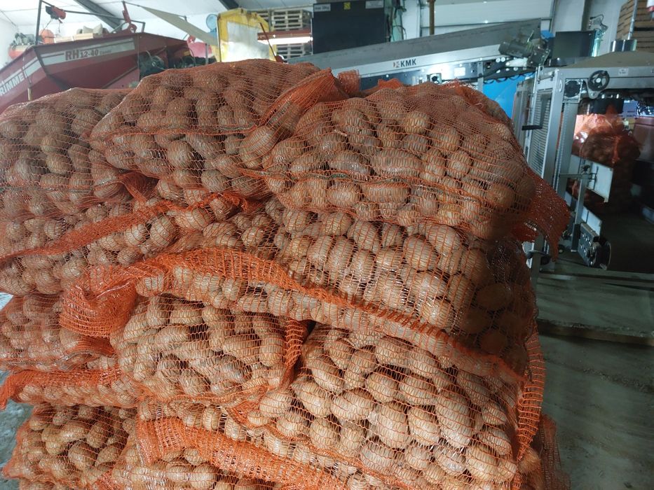 Cartofi de sămânță