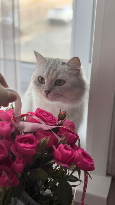 Кошка шотландская