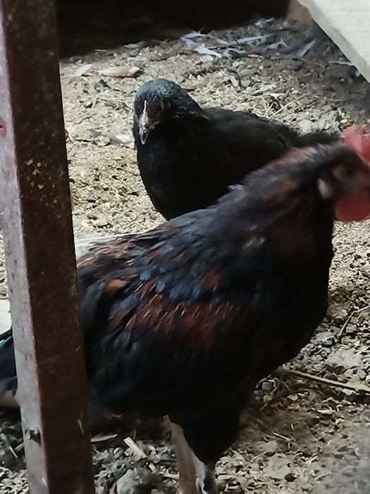 Продам молодых петушков