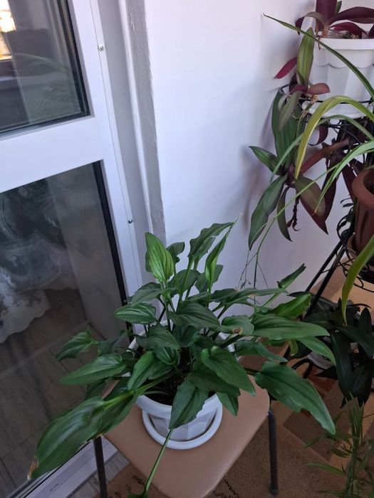 Продам домашние цветы