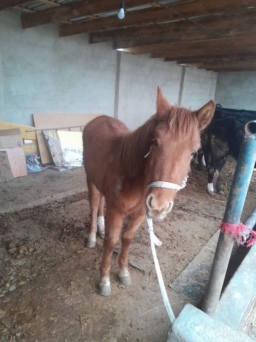 Еркек жабагы сатылады