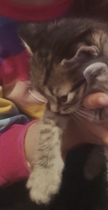 Отдам даром котенка