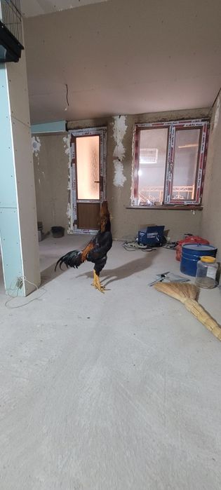 Xòroz sotiladi narxi 800.000sòm