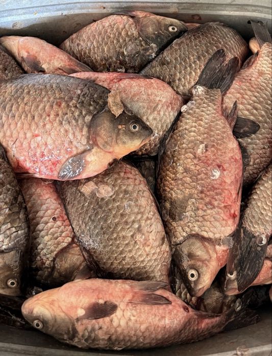 Продам судак срочно