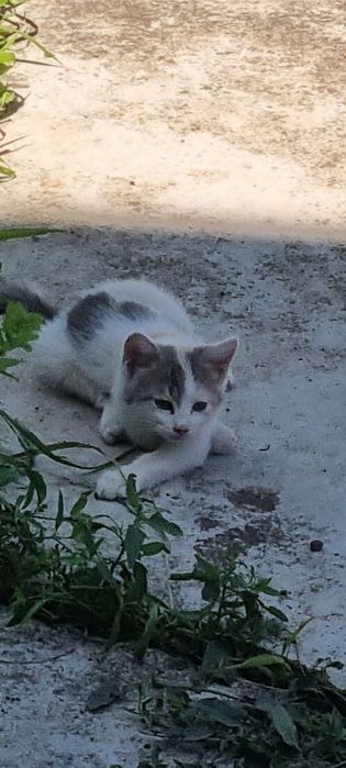 Малки котета за подаряване