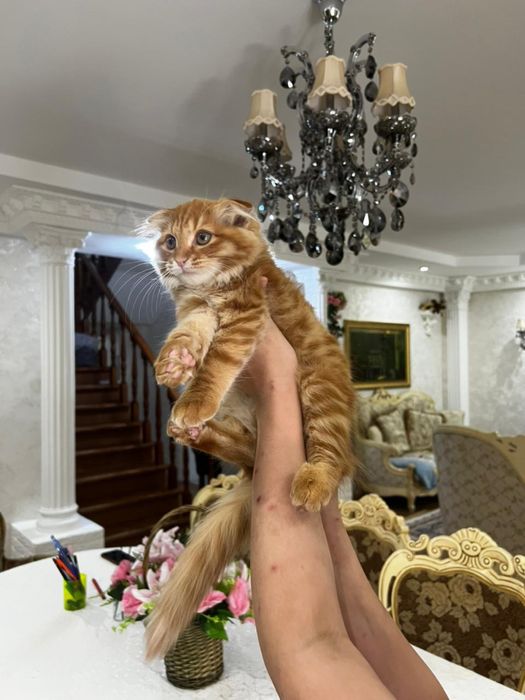 В добрые руки котик