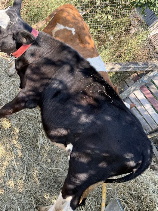 Vand lot de 2 vitele si 2 taurasi întarcati