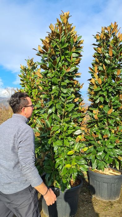 Magnolia grandiflora