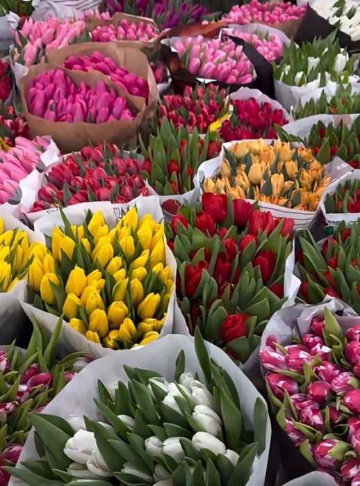 Тюльпаны оптом .