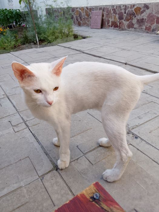 Кошка оддам даром