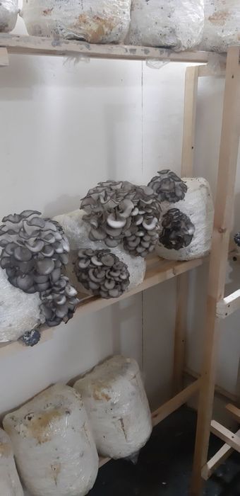 Вешенка уруглари