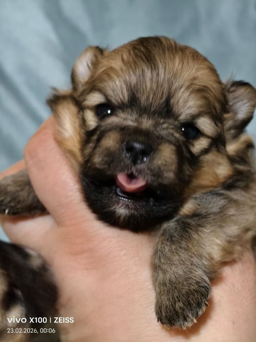 Очаровательные щенки шпица.