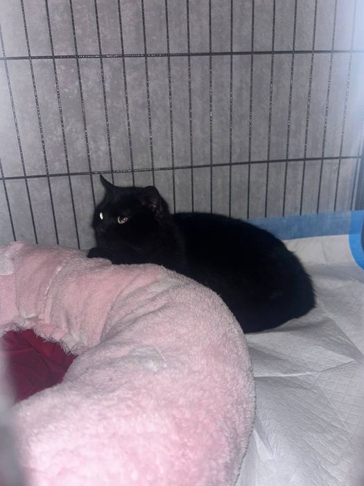 Отдам котика в добрые руки