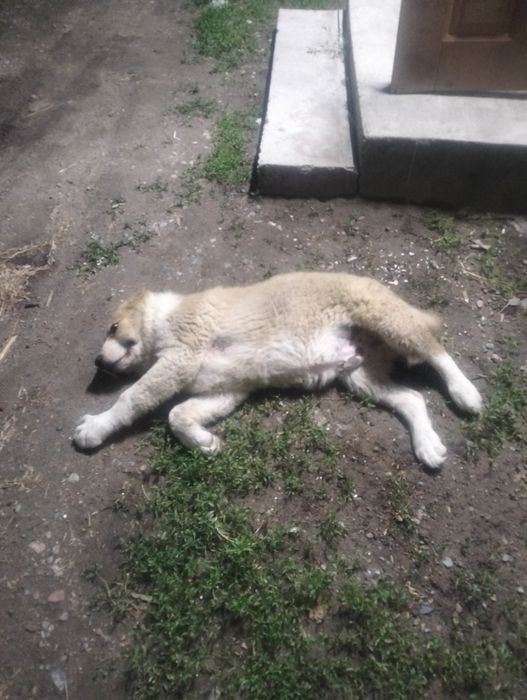 Продам щенка алабай